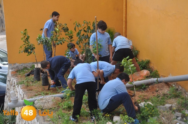 ashjar 7san 3arafa (6).JPG